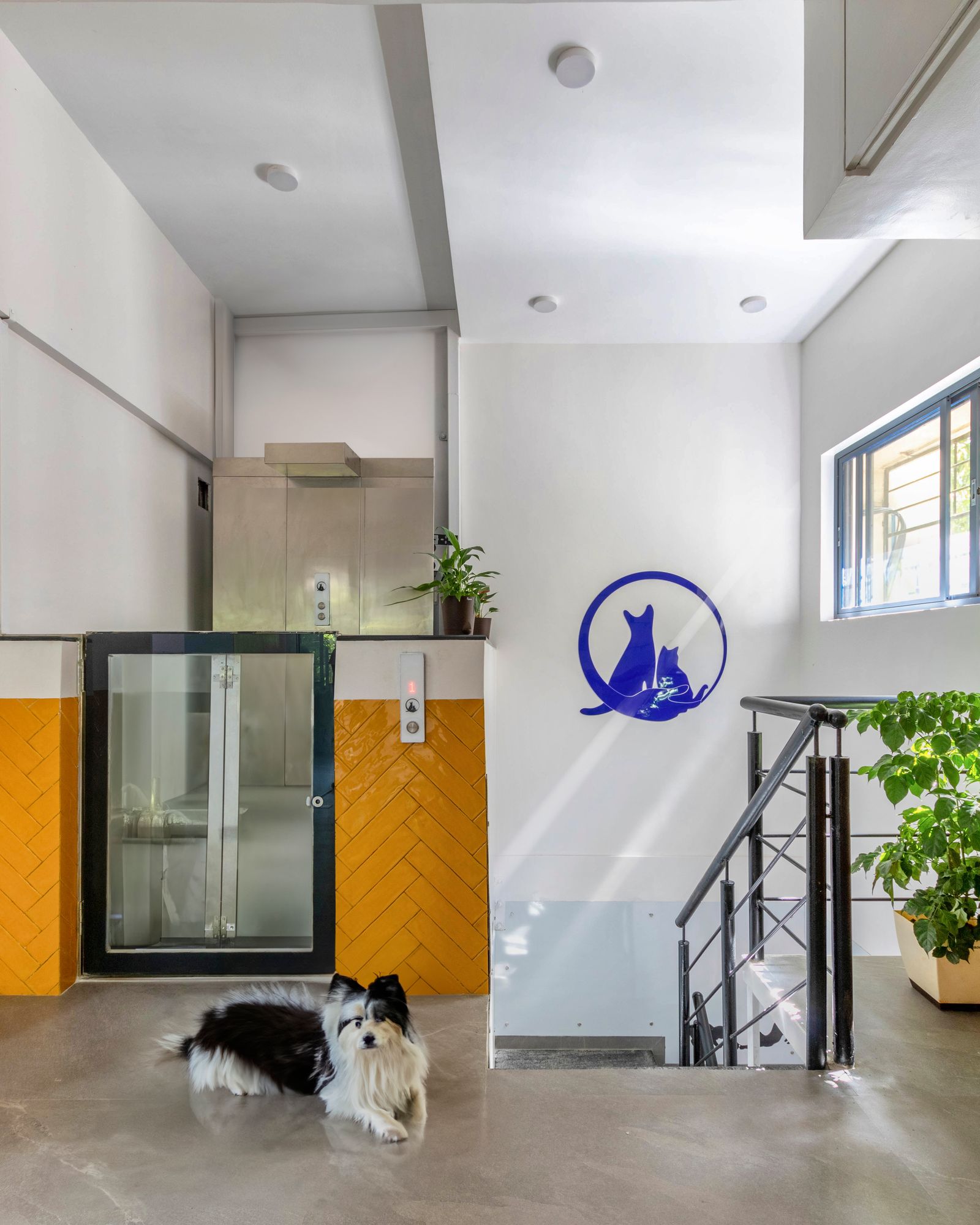 Vet Care — Commercial — Pune
